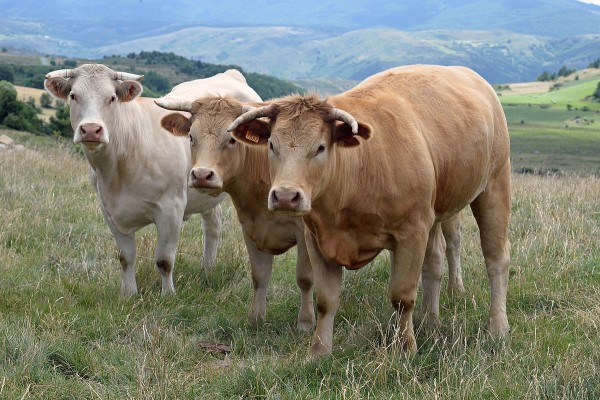 Bœuf du Maine