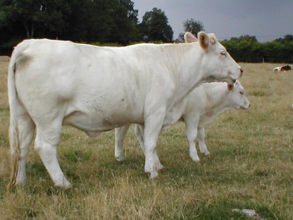 Charolais de Bourgogne