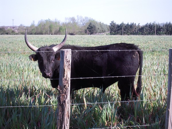 Taureau de Camargue