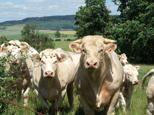 Bœuf Charolais du Bourbonnais