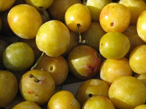 Mirabelles de Lorraine