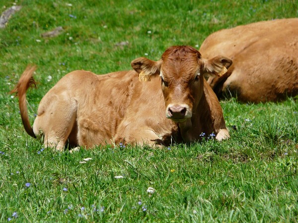 Veau du Limousin