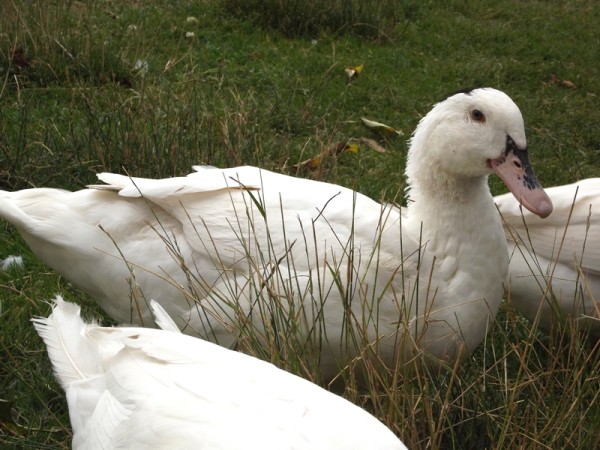 Canard à foie gras du sud