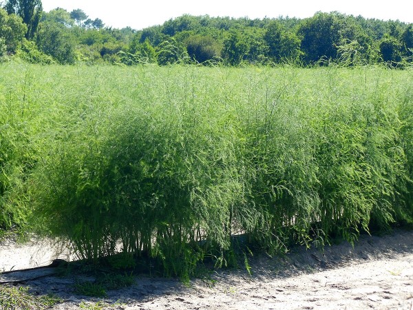 Asperge des sables des Landes