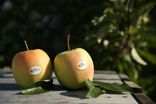 Pomme du Limousin