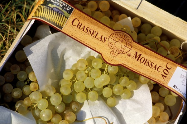 Chasselas de Moissac