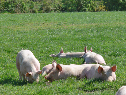 Porc de Vendée