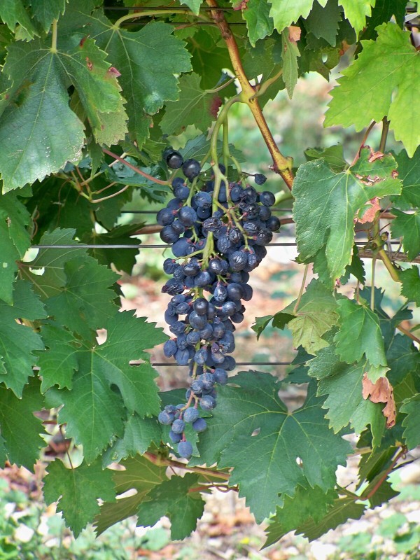 Muscat du Ventoux