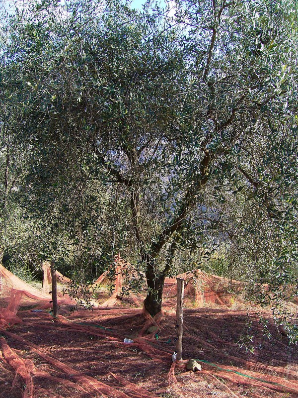 Olive de Nice