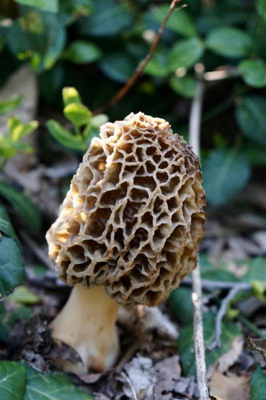 Morel mushrooms