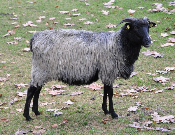 Lüneburger Heidschnucke