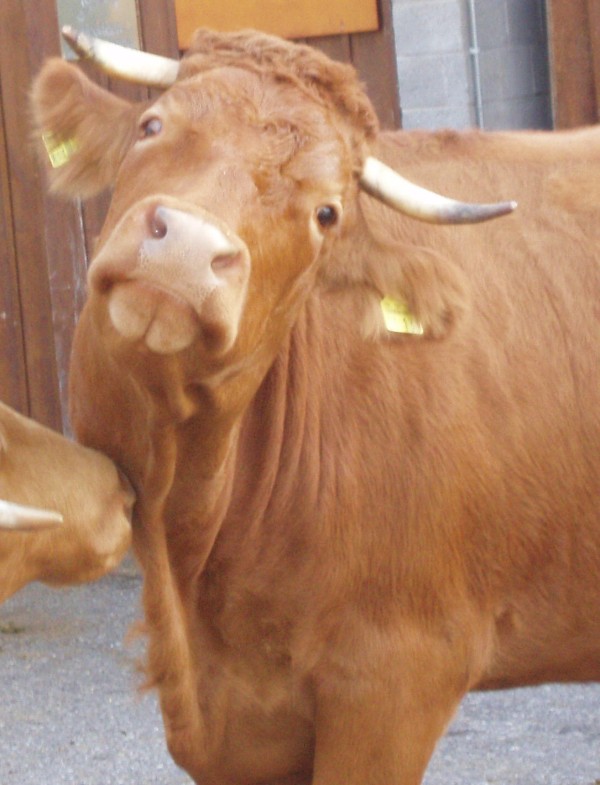 Weideochse vom Limpurger Rind