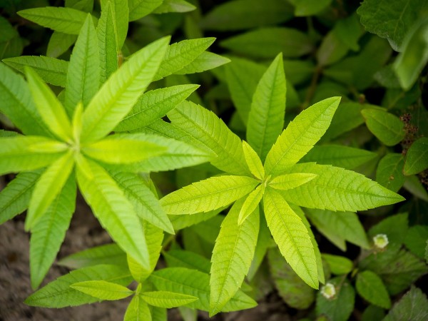 Lemon verbena tea