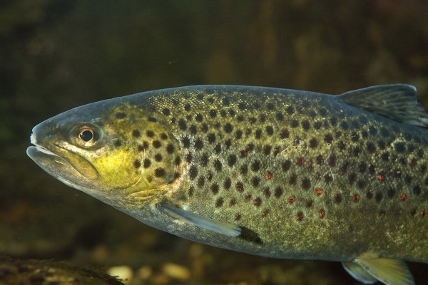 Brown trout