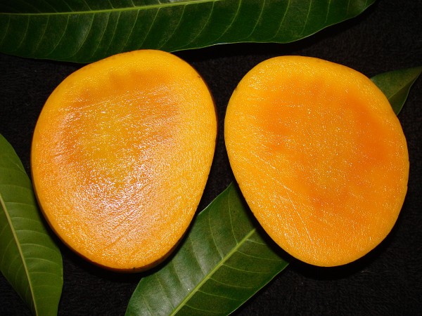 Alphonso mango