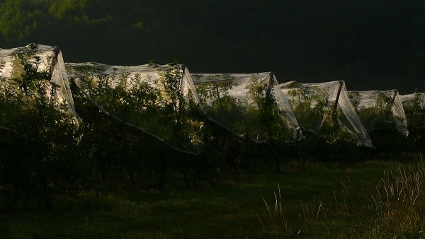 Périgord apple