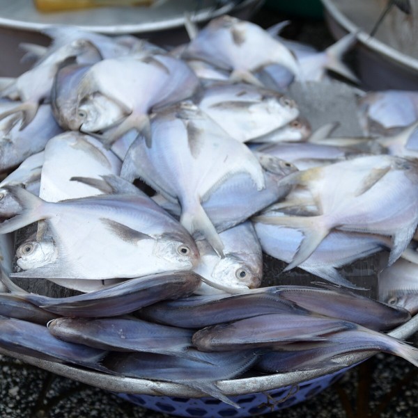 Silver pomfret