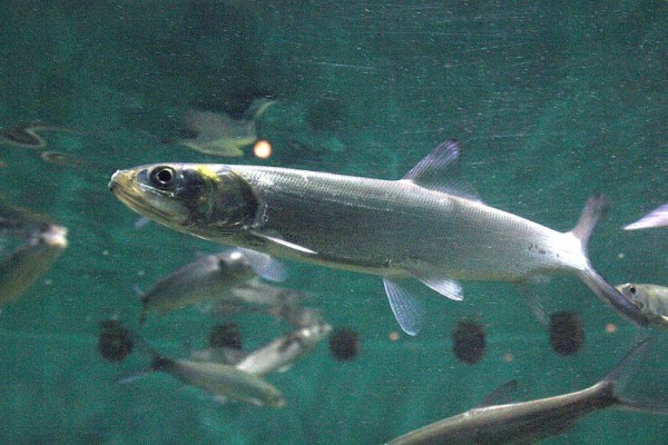 Ladyfish