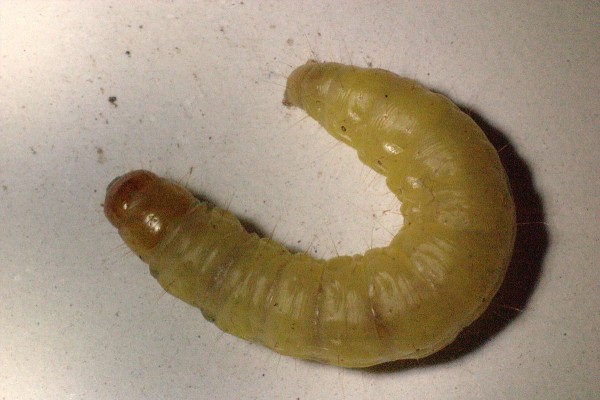 Bee larvae