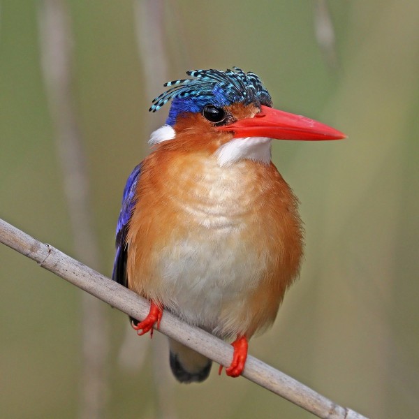 Kingfisher