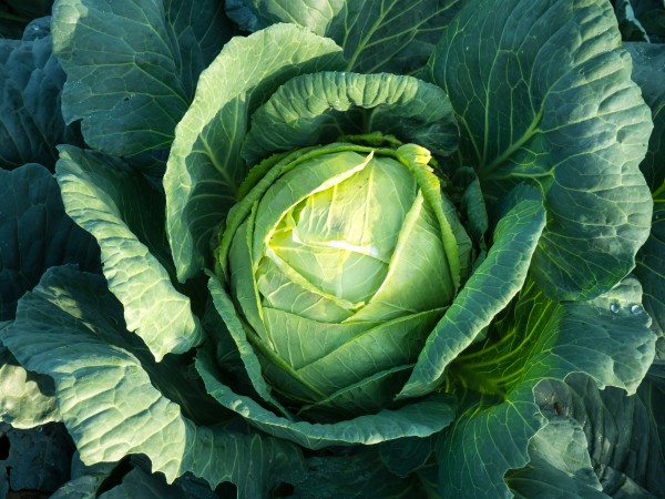 Boiled cabbage