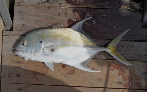 Crevalle jack