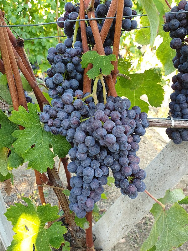 Nebbiolo