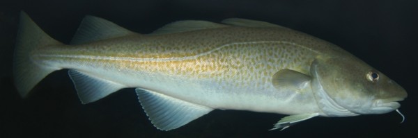 Atlantic cod