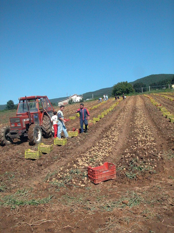 Patata della Sila