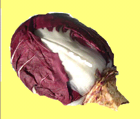 Radicchio di Verona