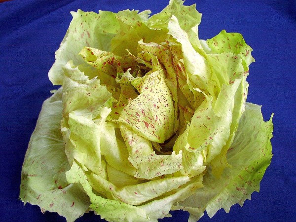 Radicchio Variegato di Castelfranco