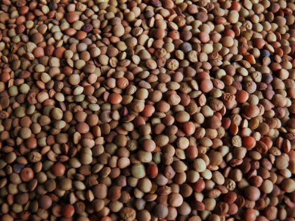 Lenticchia di Castelluccio di Norcia