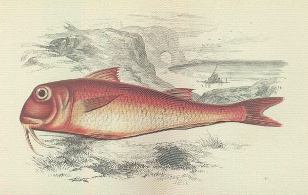 Red mullet