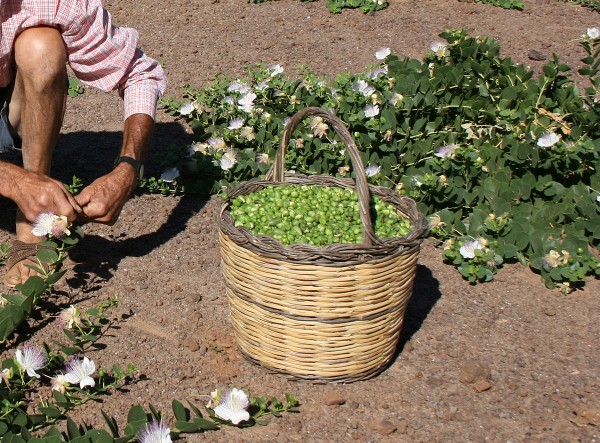 Cappero di Pantelleria