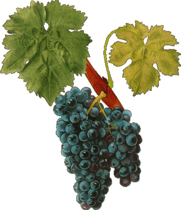 Carignano