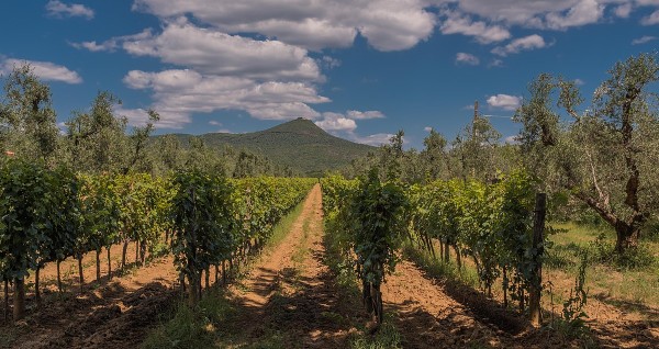 Bolgheri