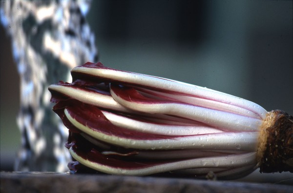 Radicchio Rosso di Treviso