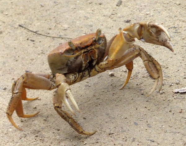 Land crab