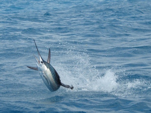 Sailfish