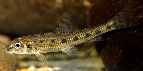 Gudgeon