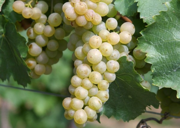 Auxerrois blanc