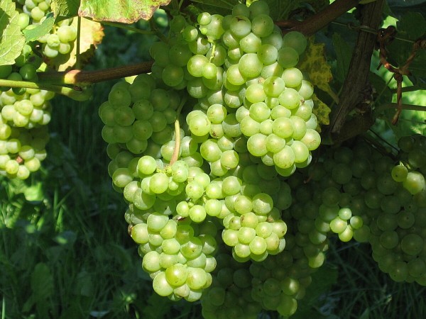 Pinot Blanc