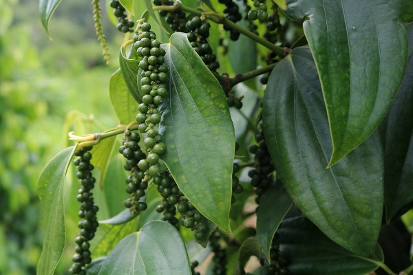 Sarawak black pepper