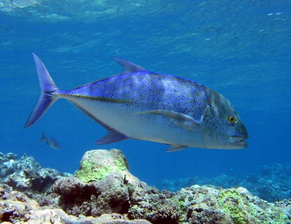 Bluefin trevally