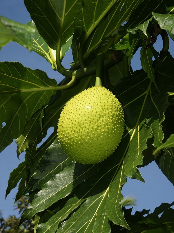 Breadfruit soup