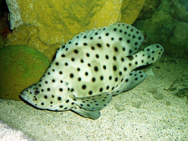 Humpback grouper