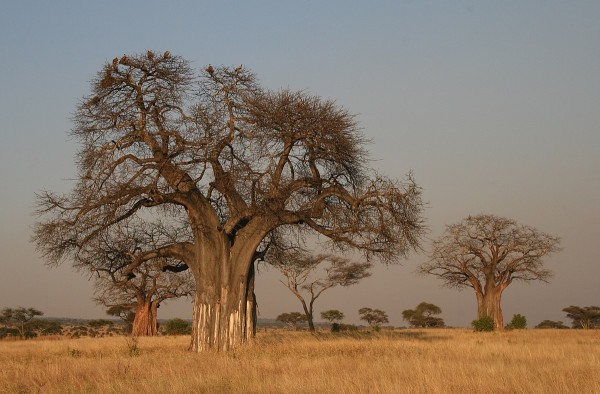 Baobab