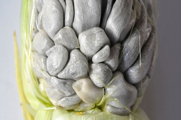 Huitlacoche