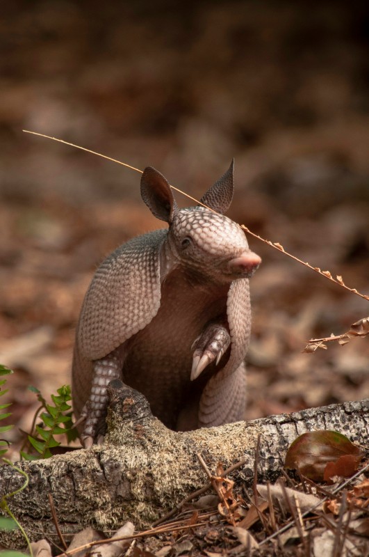 Armadillo