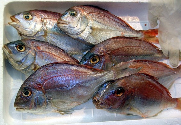 Sea bream